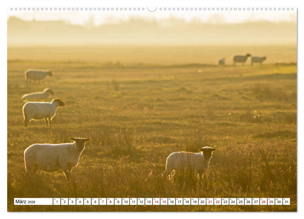 Cotentin – unser Stück vom Paradies (CALVENDO Wandkalender 2026)