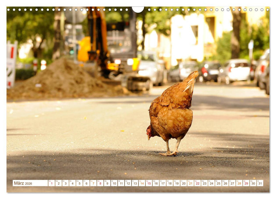 Stadthühner (CALVENDO Wandkalender 2026)