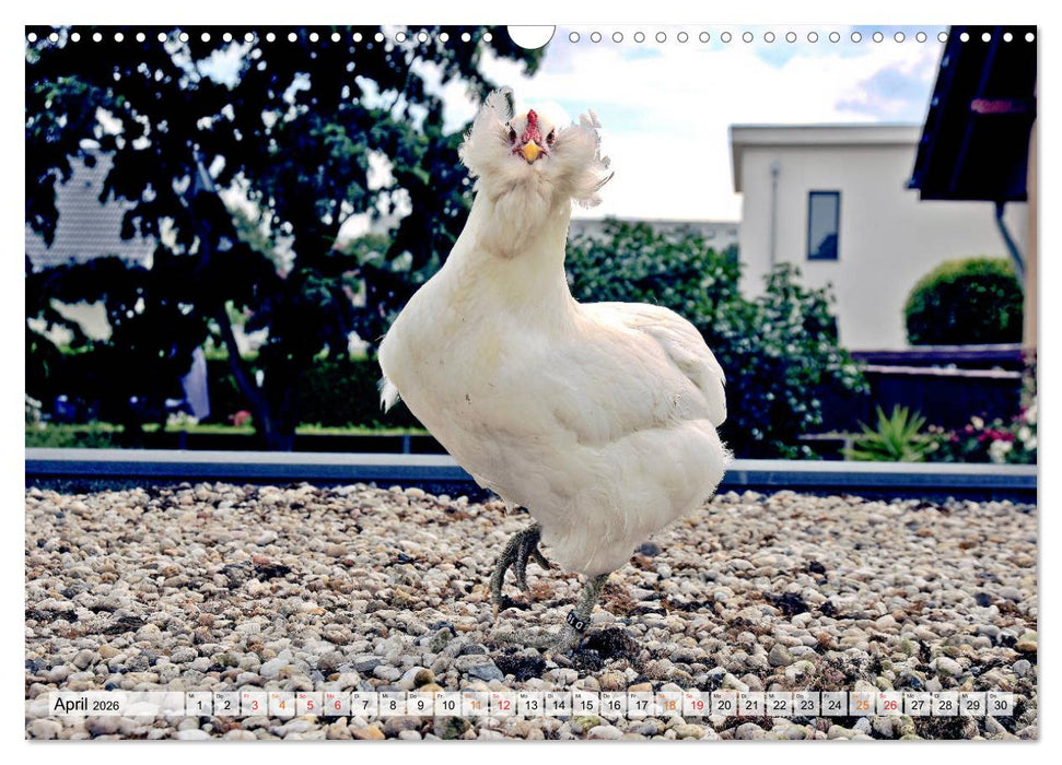 Stadthühner (CALVENDO Wandkalender 2026)