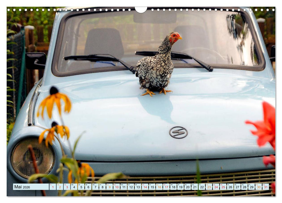 Stadthühner (CALVENDO Wandkalender 2026)