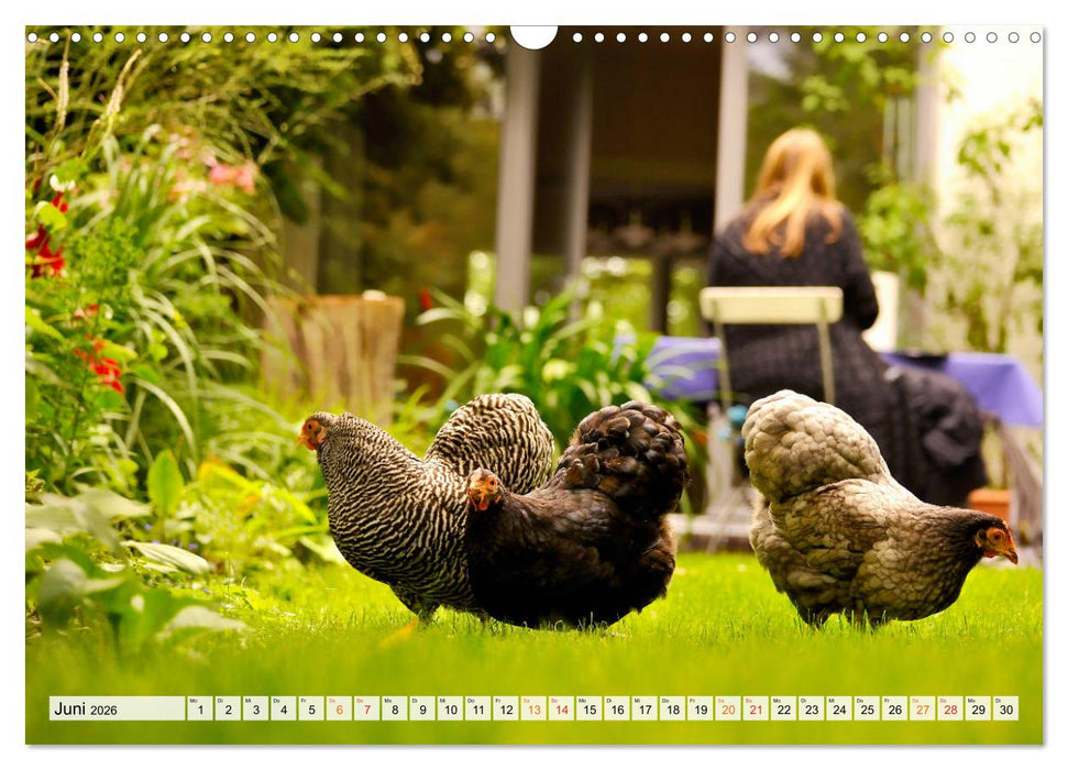 Stadthühner (CALVENDO Wandkalender 2026)