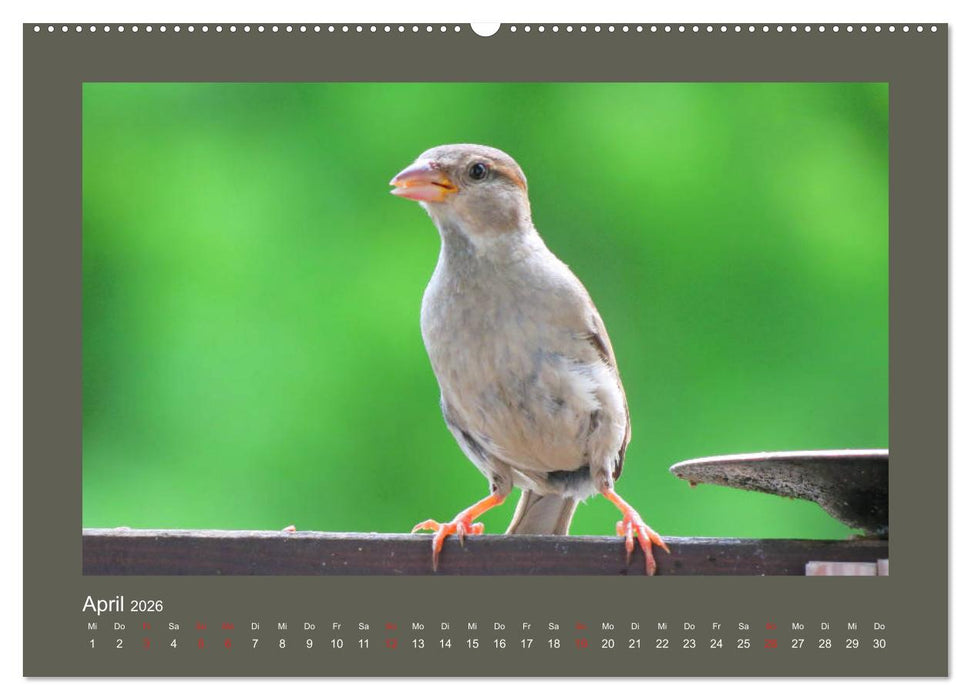 Vogelporträts - Heimische Vögel auf meinem Balkon (CALVENDO Wandkalender 2026)