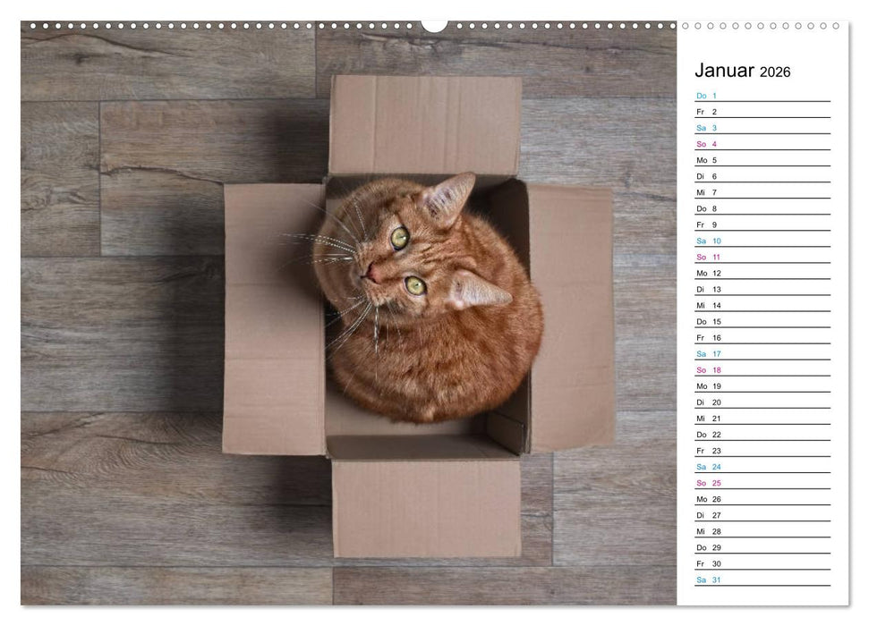Karton Katzen (CALVENDO Wandkalender 2026)