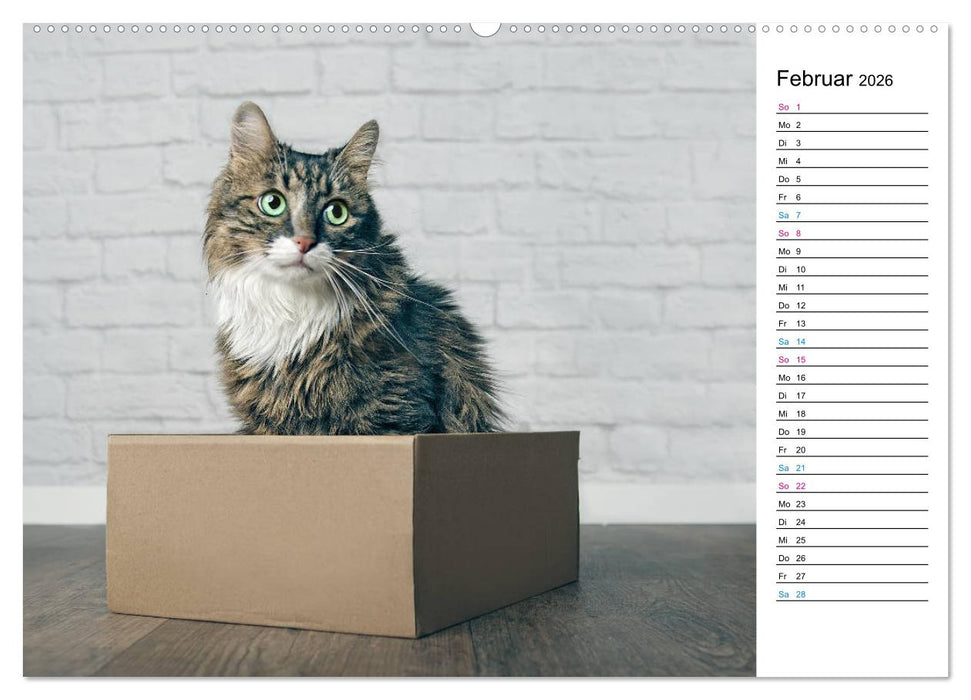 Karton Katzen (CALVENDO Wandkalender 2026)