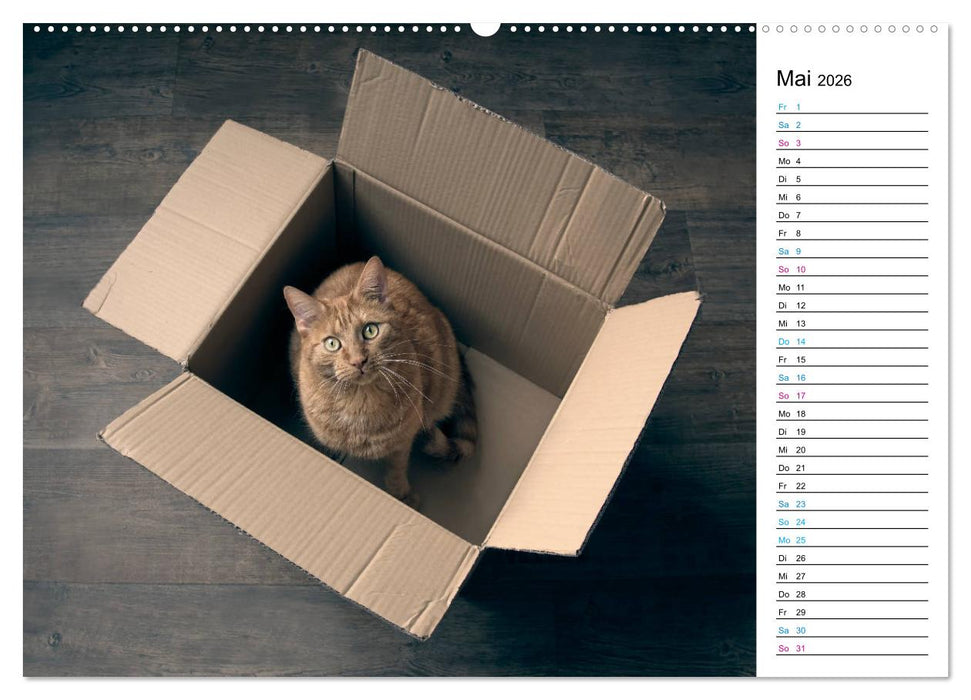 Karton Katzen (CALVENDO Wandkalender 2026)