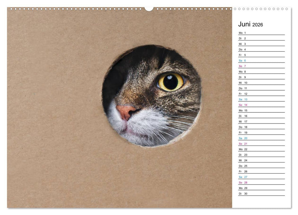Karton Katzen (CALVENDO Wandkalender 2026)