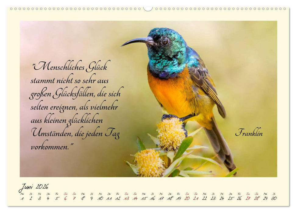 Glücksmomente Glücks-Zitate zu Fotos der großartigen südafrikanischen Tierwelt (CALVENDO Wandkalender 2026)