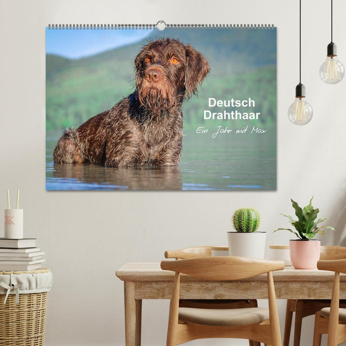 Deutsch Drahthaar - Ein Jahr mit Max (CALVENDO Wandkalender 2026)