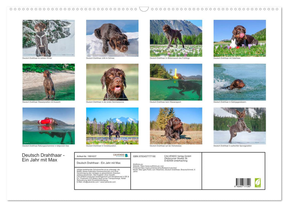 Deutsch Drahthaar - Ein Jahr mit Max (CALVENDO Wandkalender 2026)
