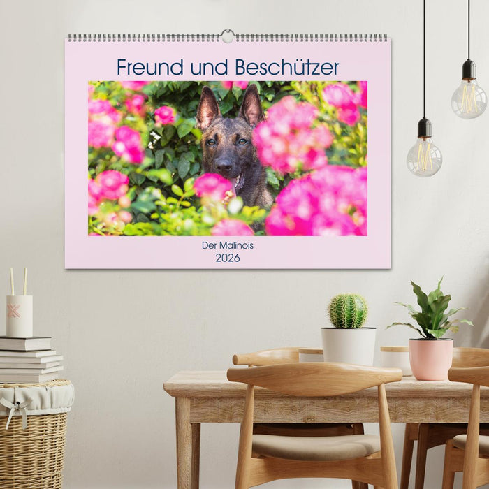 Freund und Beschützer - Der Malinois (CALVENDO Wandkalender 2026)