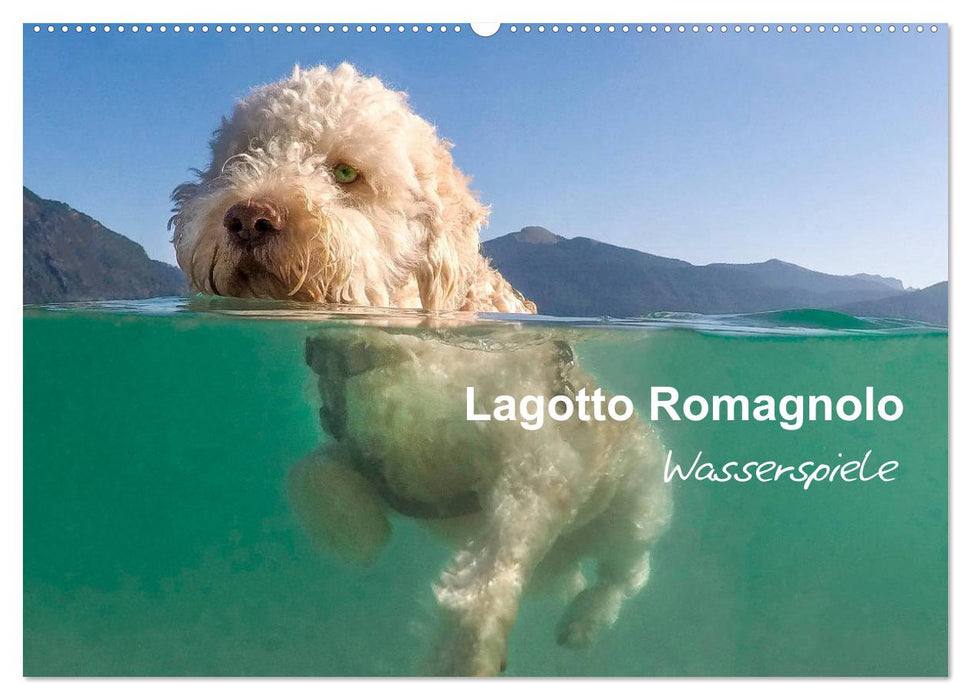 Lagotto Romagnolo - Wasserspiele (CALVENDO Wandkalender 2026)
