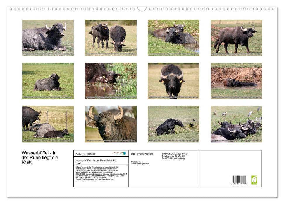 Wasserbüffel - In der Ruhe liegt die Kraft (CALVENDO Wandkalender 2026)