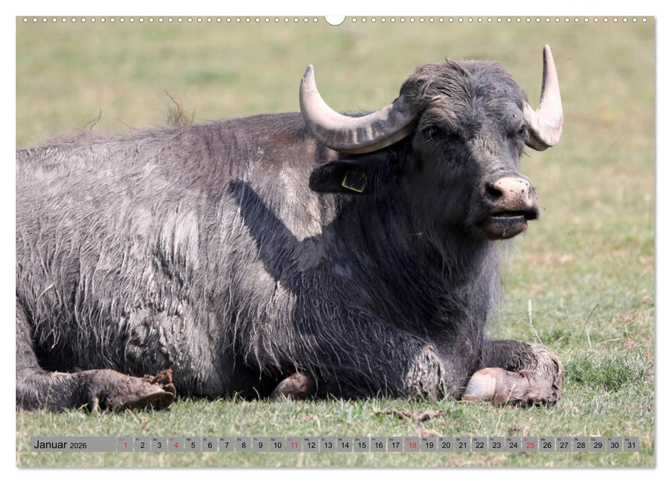 Wasserbüffel - In der Ruhe liegt die Kraft (CALVENDO Wandkalender 2026)