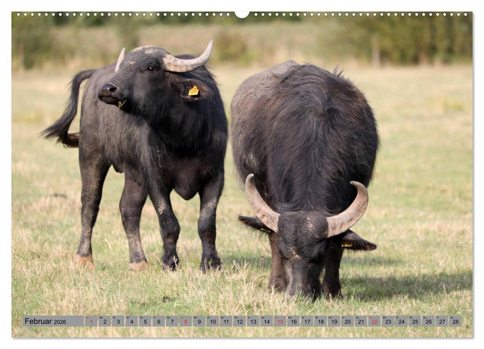Wasserbüffel - In der Ruhe liegt die Kraft (CALVENDO Wandkalender 2026)