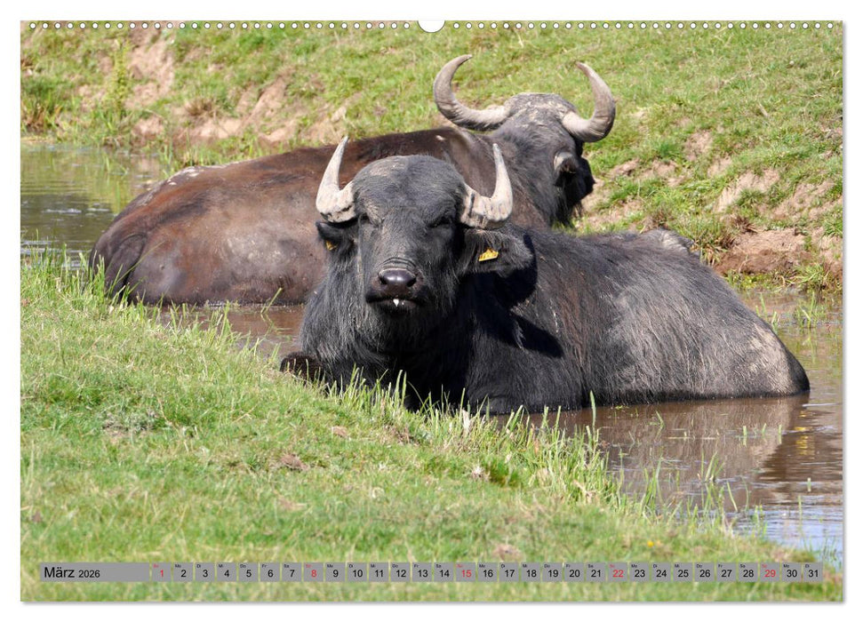 Wasserbüffel - In der Ruhe liegt die Kraft (CALVENDO Wandkalender 2026)