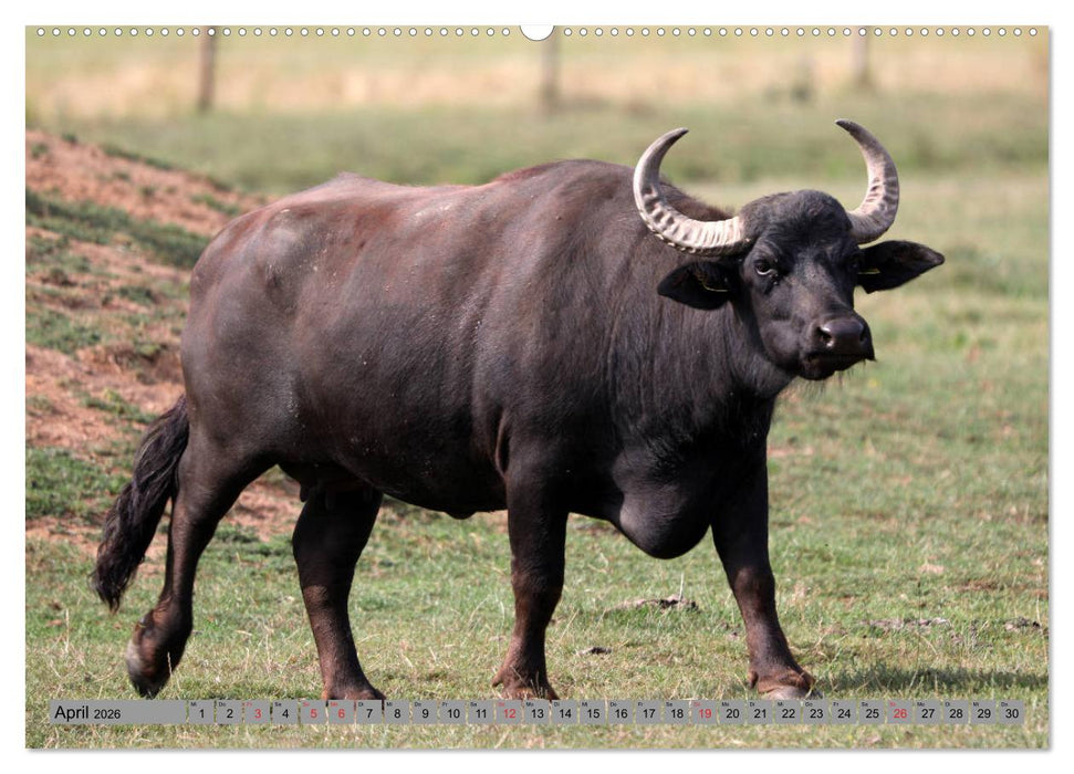 Wasserbüffel - In der Ruhe liegt die Kraft (CALVENDO Wandkalender 2026)