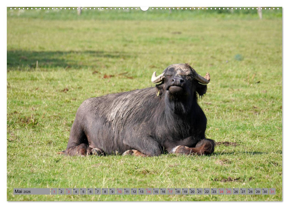 Wasserbüffel - In der Ruhe liegt die Kraft (CALVENDO Wandkalender 2026)
