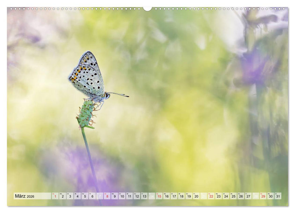 Magie der Schmetterlinge (CALVENDO Wandkalender 2026)