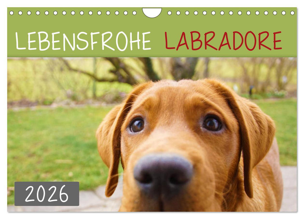 Lebensfrohe Labradore (CALVENDO Wandkalender 2026)