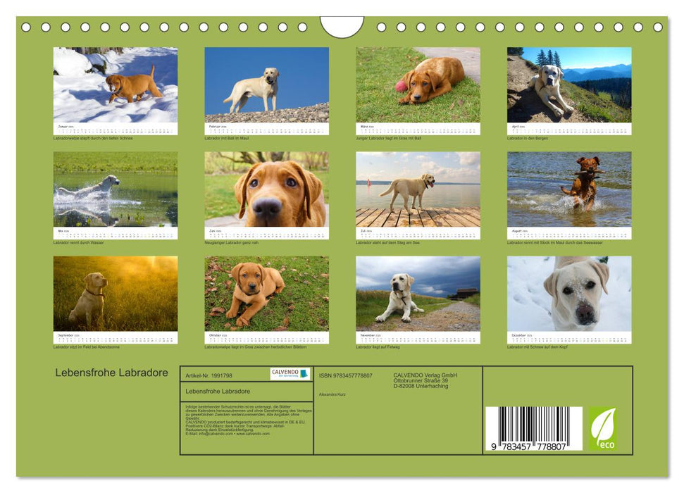 Lebensfrohe Labradore (CALVENDO Wandkalender 2026)