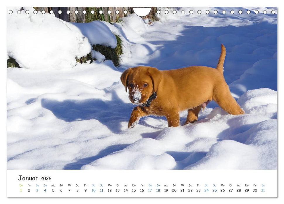 Lebensfrohe Labradore (CALVENDO Wandkalender 2026)