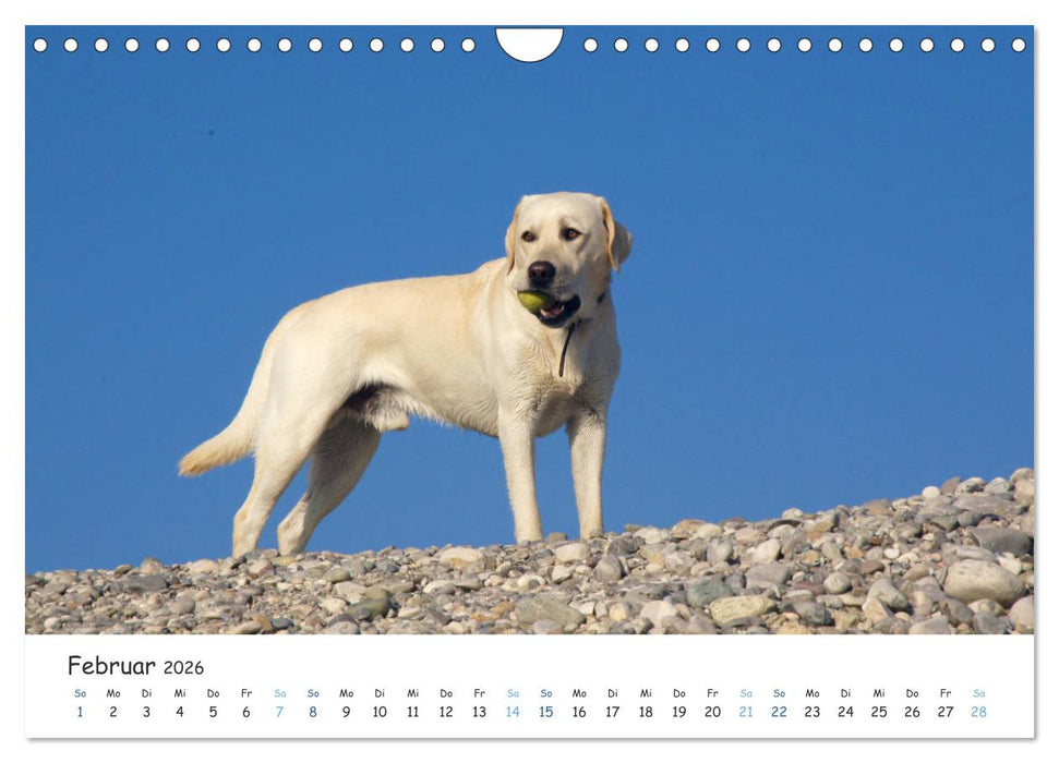 Lebensfrohe Labradore (CALVENDO Wandkalender 2026)