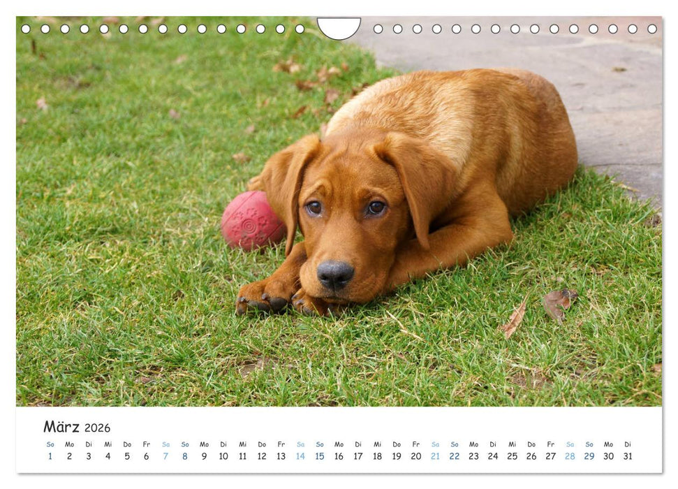 Lebensfrohe Labradore (CALVENDO Wandkalender 2026)