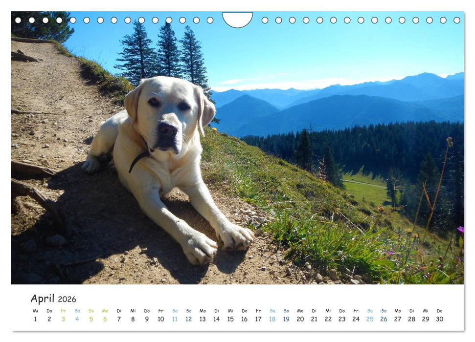 Lebensfrohe Labradore (CALVENDO Wandkalender 2026)