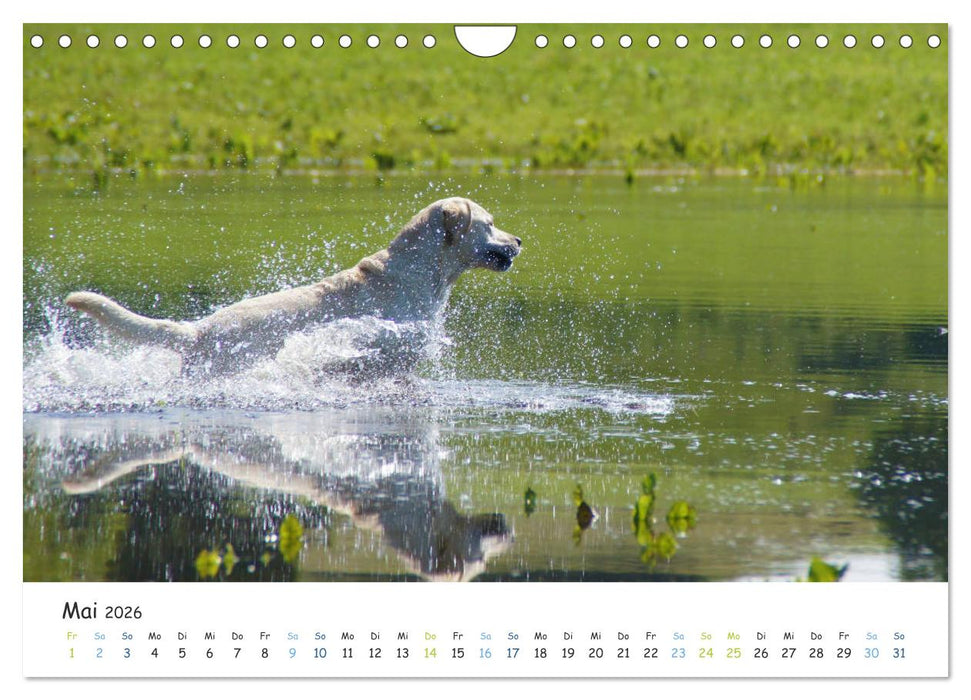 Lebensfrohe Labradore (CALVENDO Wandkalender 2026)