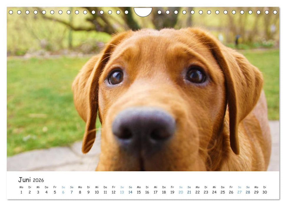 Lebensfrohe Labradore (CALVENDO Wandkalender 2026)