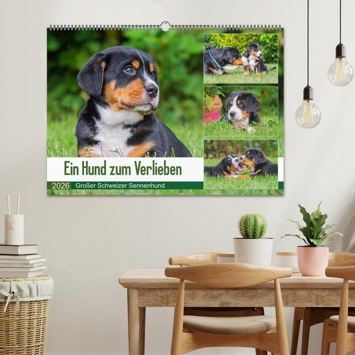 Ein Hund zum Verlieben - Großer Schweizer Sennenhund (CALVENDO Wandkalender 2026)