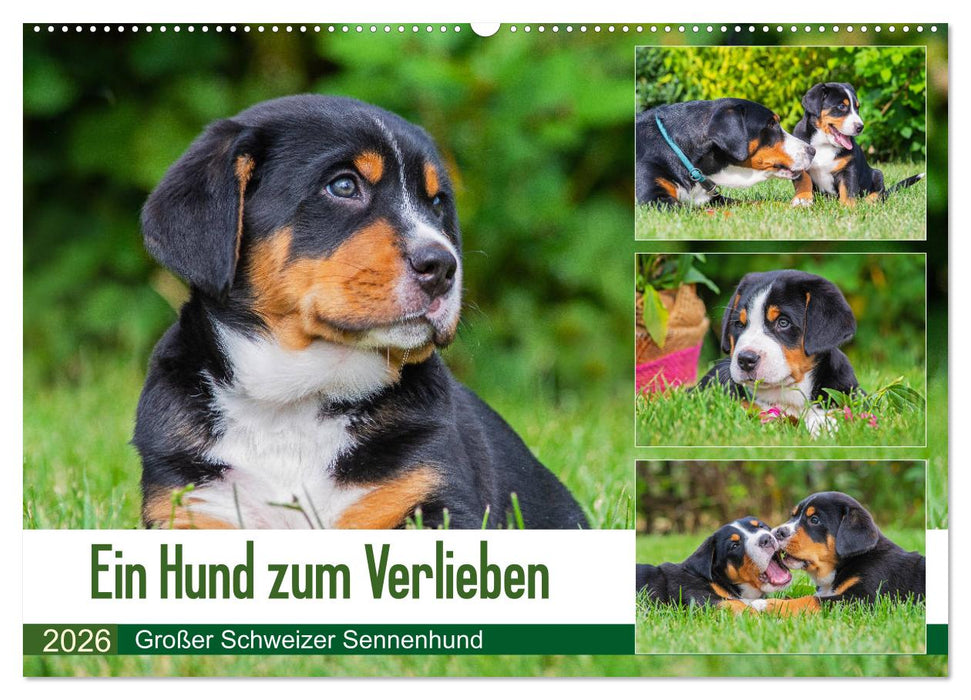 Ein Hund zum Verlieben - Großer Schweizer Sennenhund (CALVENDO Wandkalender 2026)