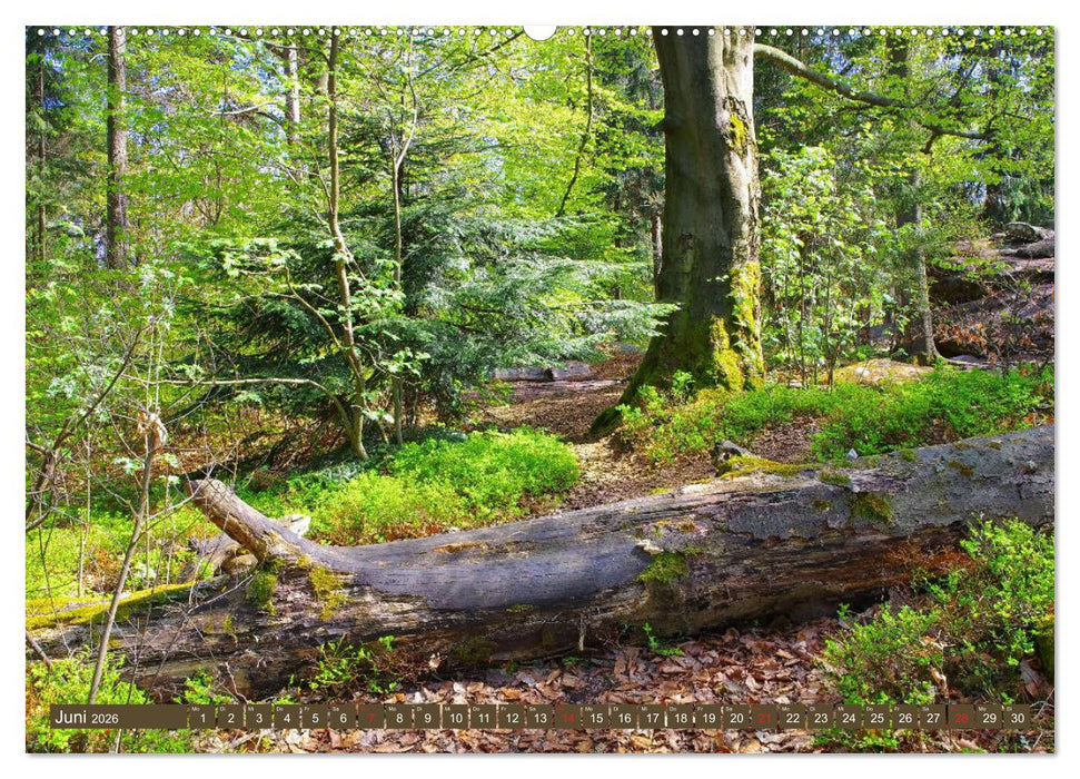 Die Schönheit der Sächsischen Schweiz (CALVENDO Wandkalender 2026)
