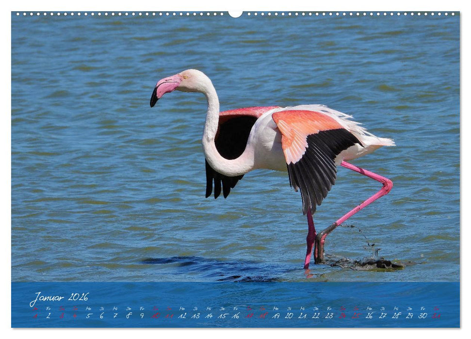Wildes Südfrankreich (CALVENDO Premium Wandkalender 2026)