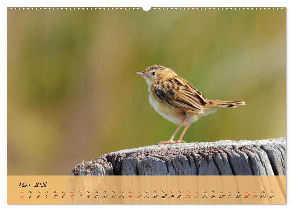 Wildes Südfrankreich (CALVENDO Premium Wandkalender 2026)