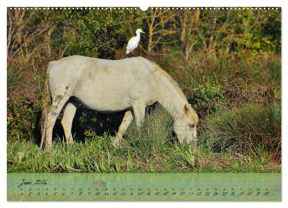 Wildes Südfrankreich (CALVENDO Premium Wandkalender 2026)