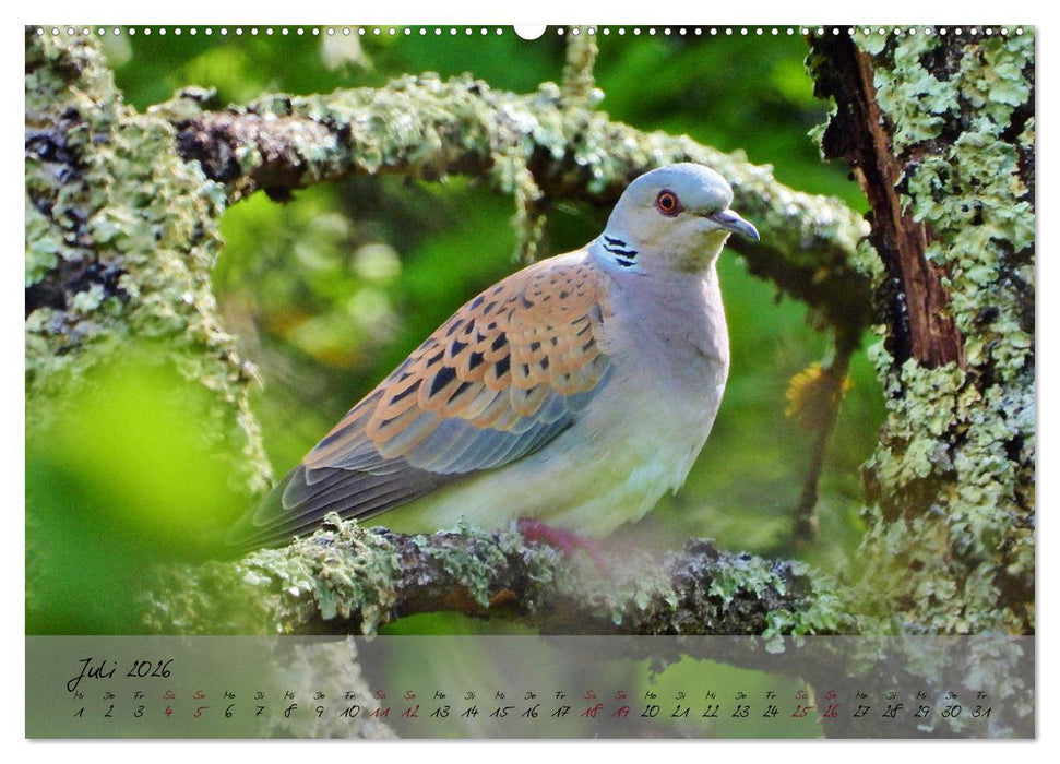 Wildes Südfrankreich (CALVENDO Premium Wandkalender 2026)