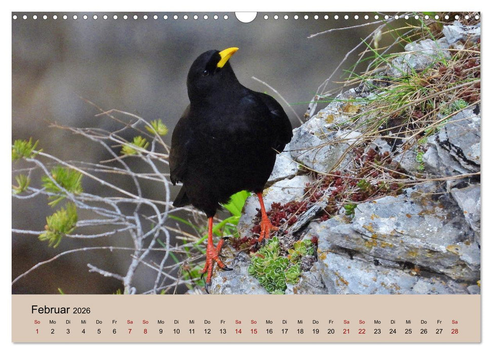 Flamingo und Co - Faszinierende Vogelwelt Südfrankreichs (CALVENDO Wandkalender 2026)