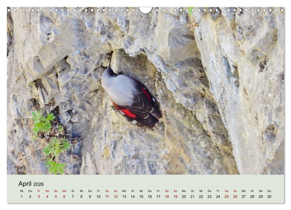 Flamingo und Co - Faszinierende Vogelwelt Südfrankreichs (CALVENDO Wandkalender 2026)