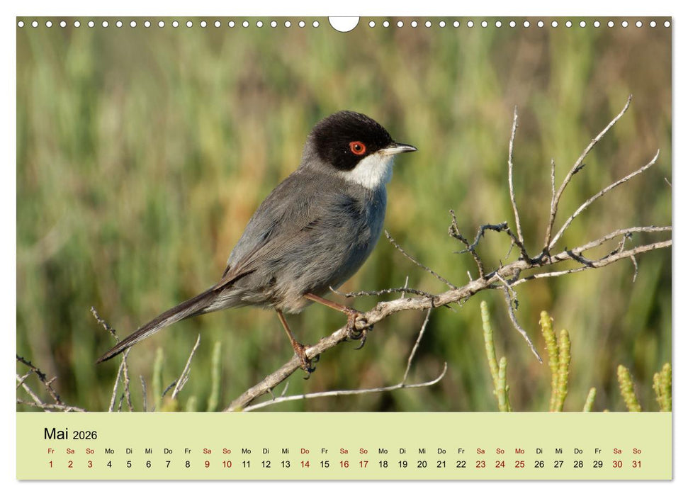 Flamingo und Co - Faszinierende Vogelwelt Südfrankreichs (CALVENDO Wandkalender 2026)