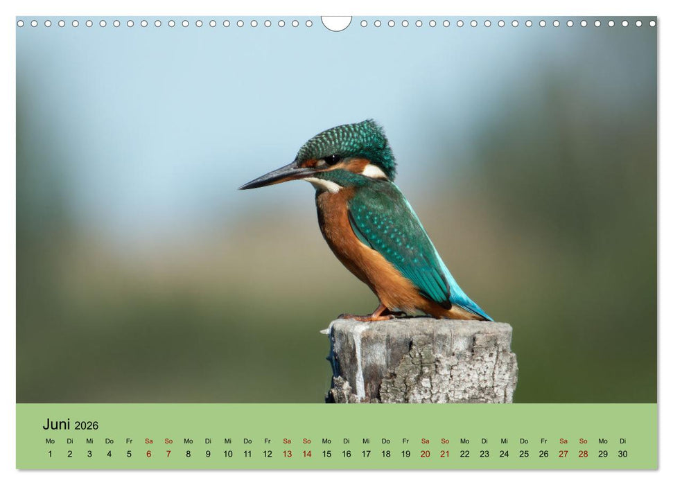 Flamingo und Co - Faszinierende Vogelwelt Südfrankreichs (CALVENDO Wandkalender 2026)