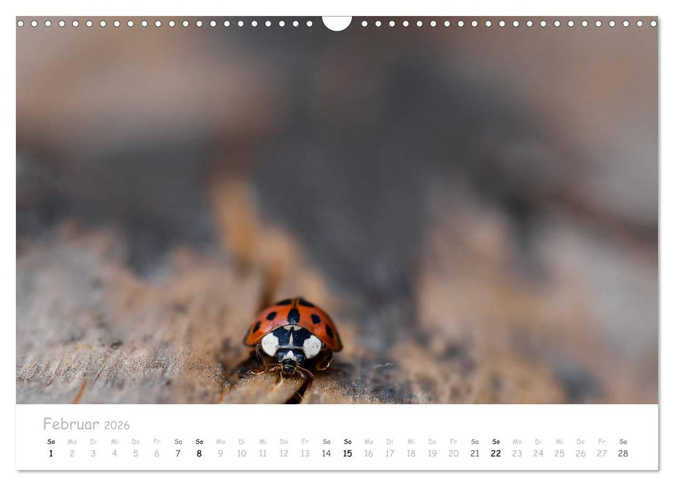 Marienkäfer - kleine Glücksmomente (CALVENDO Wandkalender 2026)