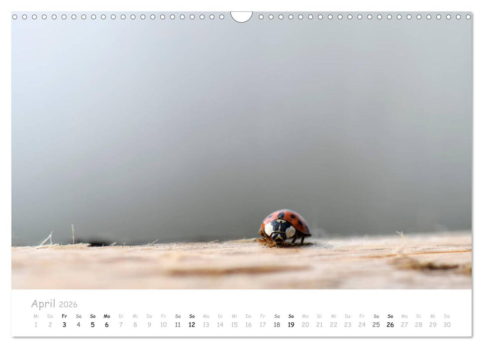 Marienkäfer - kleine Glücksmomente (CALVENDO Wandkalender 2026)