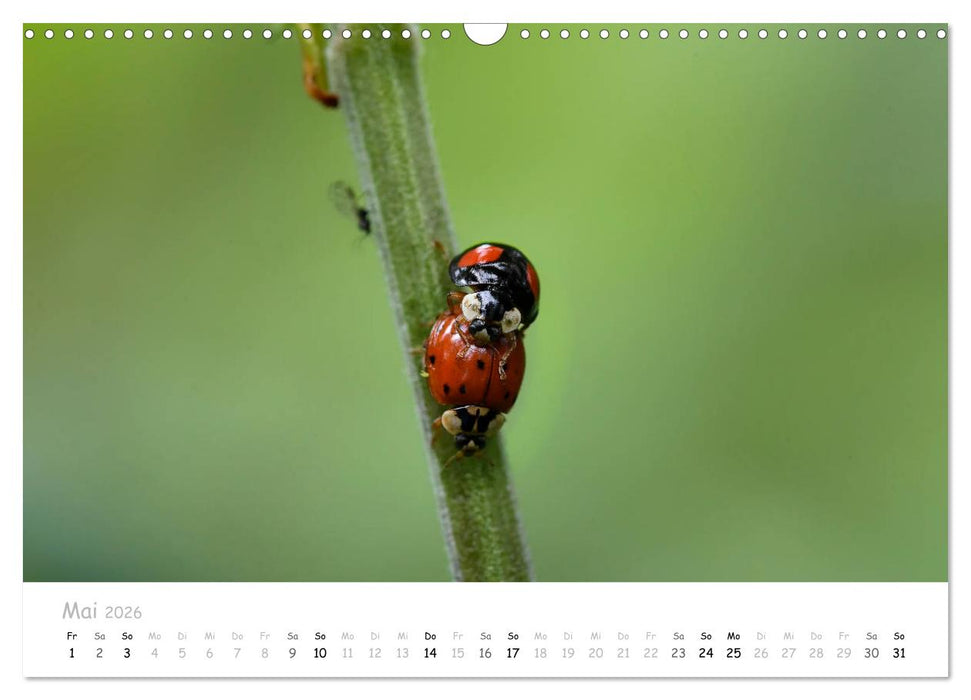 Marienkäfer - kleine Glücksmomente (CALVENDO Wandkalender 2026)