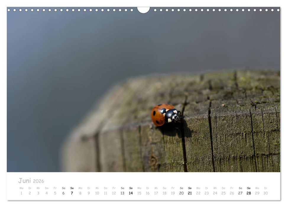 Marienkäfer - kleine Glücksmomente (CALVENDO Wandkalender 2026)