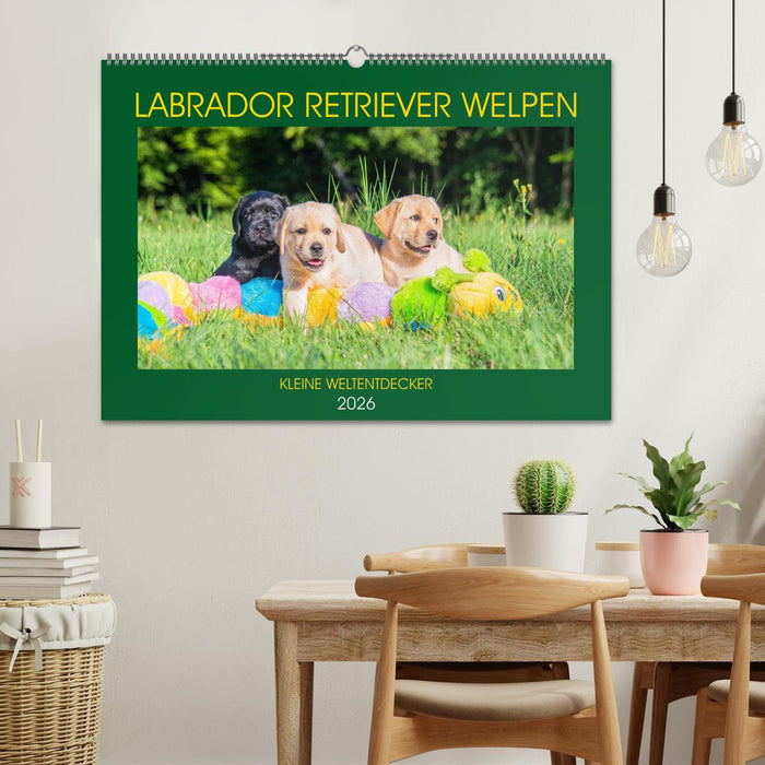 Labrador Retriever Welpen - Kleine Weltentdecker (CALVENDO Wandkalender 2026)