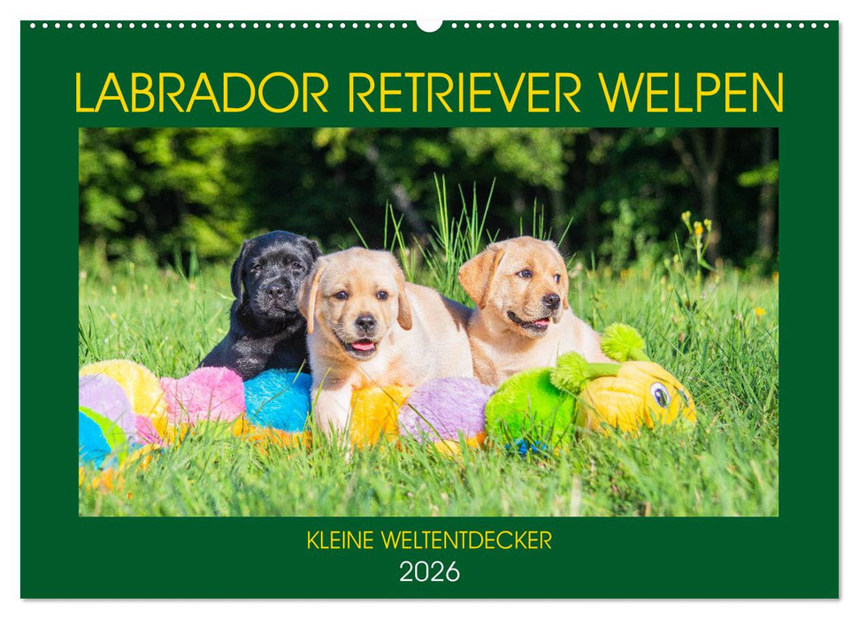 Labrador Retriever Welpen - Kleine Weltentdecker (CALVENDO Wandkalender 2026)