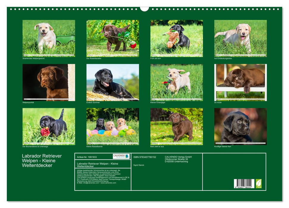 Labrador Retriever Welpen - Kleine Weltentdecker (CALVENDO Wandkalender 2026)