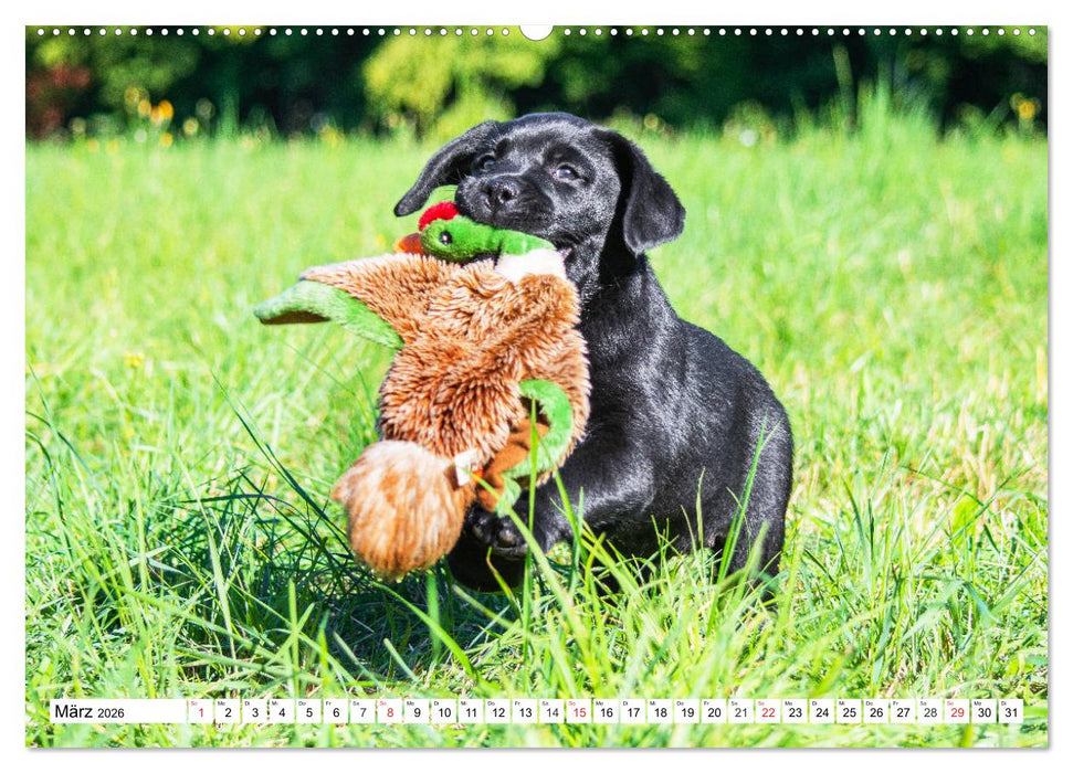 Labrador Retriever Welpen - Kleine Weltentdecker (CALVENDO Wandkalender 2026)
