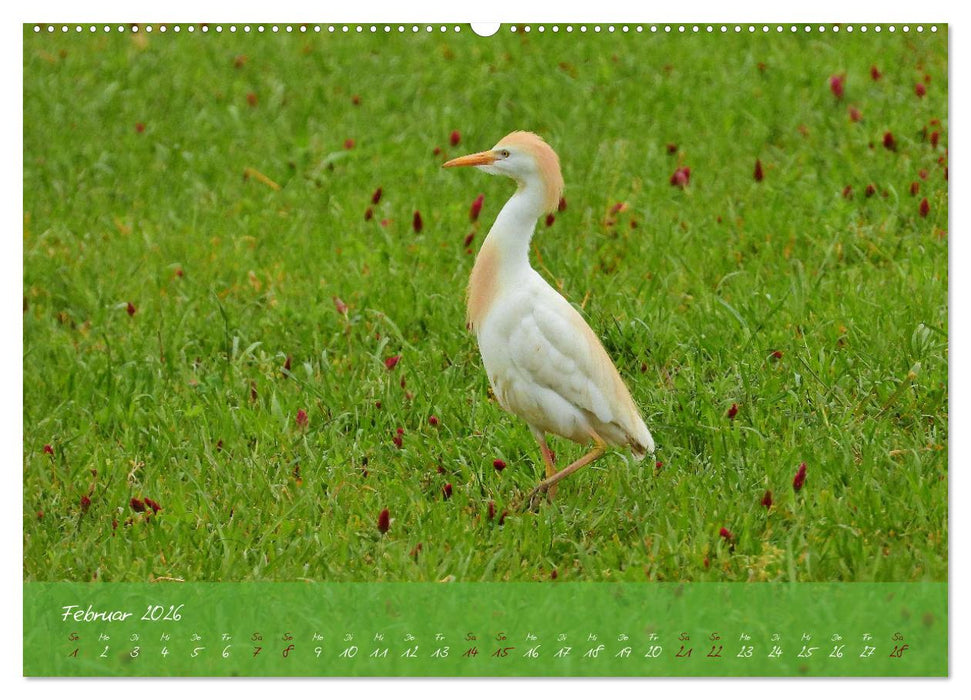 Wildes Südfrankreich (CALVENDO Wandkalender 2026)